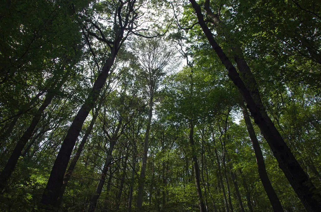 Pohled do korun starých stromů v jarním lese, mystická atmosféra, foto Miroslav Neumaier.
