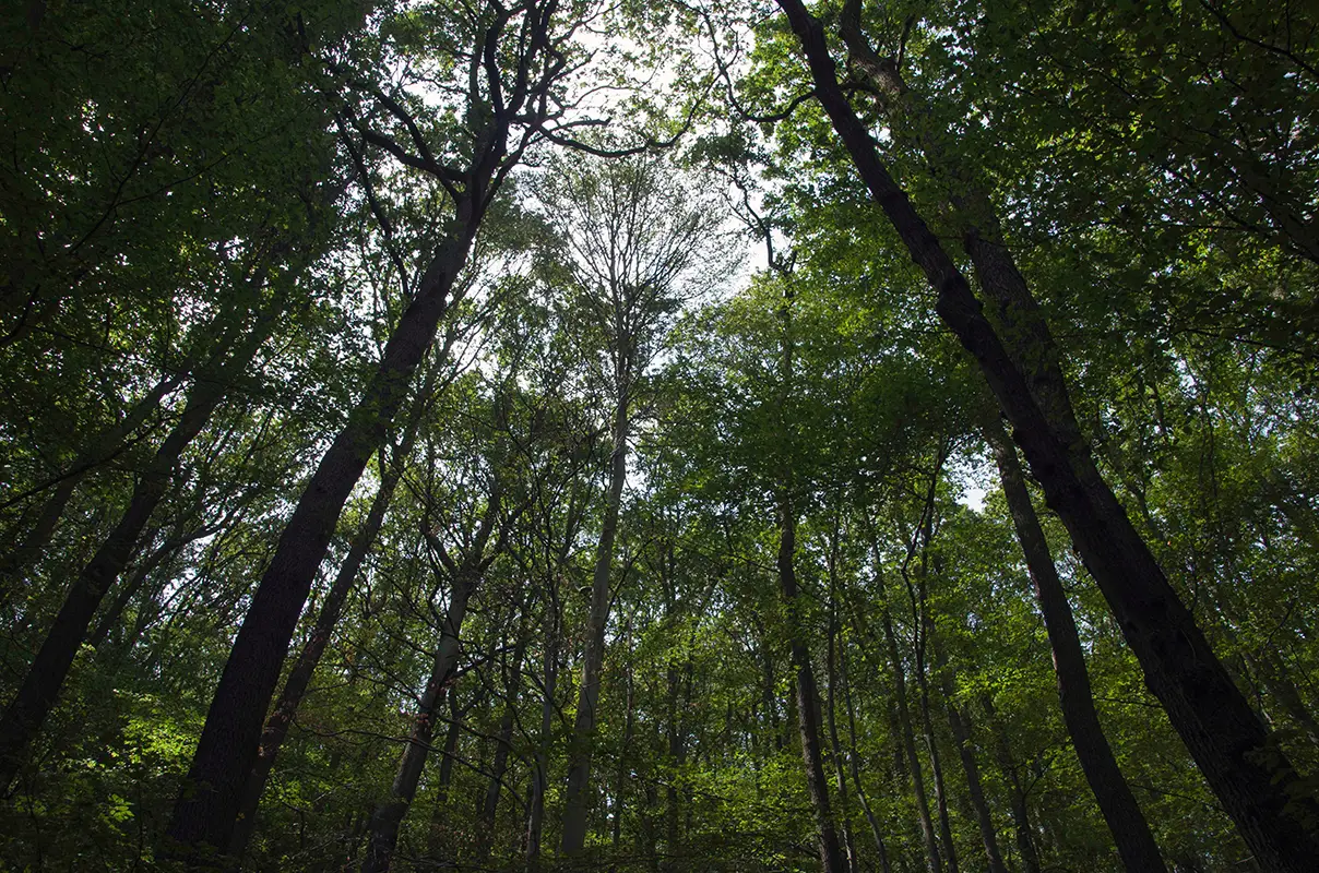 Pohled do korun starých stromů v jarním lese, mystická atmosféra, foto Miroslav Neumaier.