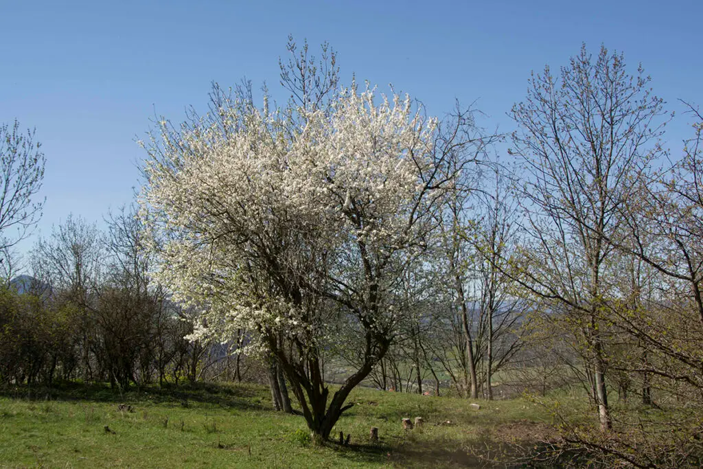 Rozkvetlý strom v jarní krajině jako symbol svátku Beltine a tradice líbání pod třešní.