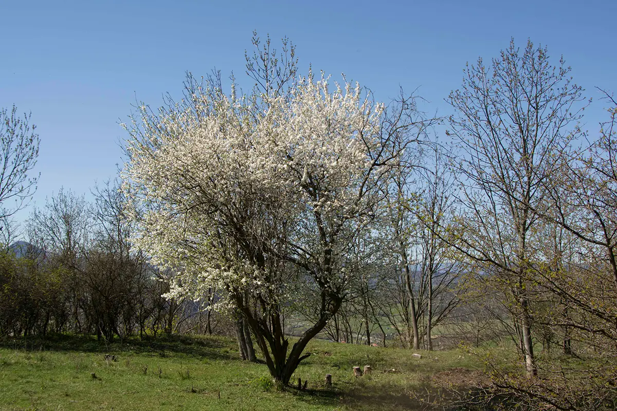 Rozkvetlý strom v jarní krajině jako symbol svátku Beltine a tradice líbání pod třešní.