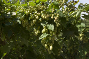 Zralé zelené hlávky chmele otáčivého (Humulus lupulus) plné lupulinu na pnoucí se lodyze, připravené k usušení a vaření piva.