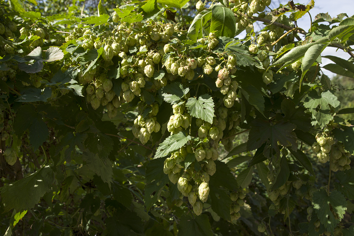 Zralé zelené hlávky chmele otáčivého (Humulus lupulus) plné lupulinu na pnoucí se lodyze, připravené k usušení a vaření piva.